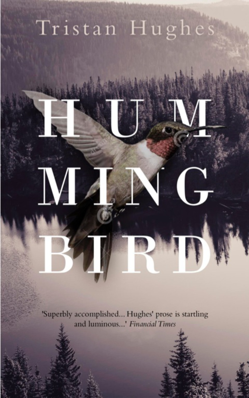 Hummingbird 1st Edition