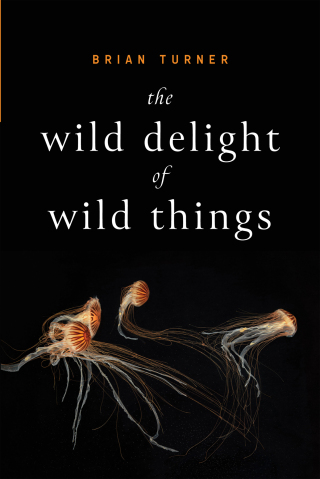 Cover image: The Wild Delight of Wild Things 9781949944532