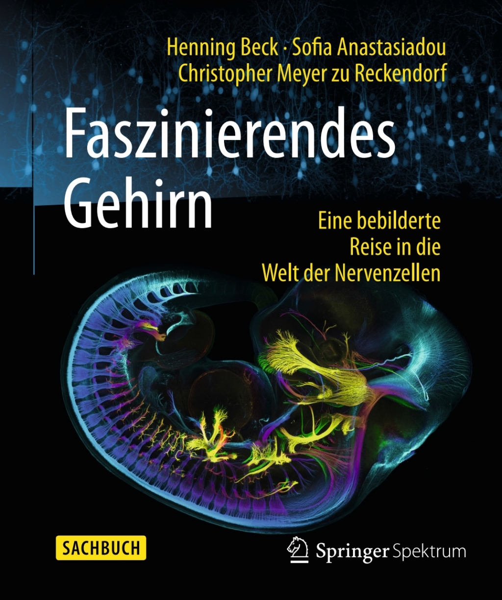 Faszinierendes Gehirn Eine bebilderte Reise in die Welt der Nervenzellen