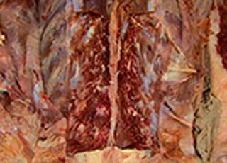 Cover image: Back and Vertebral Column - Vertebral Column and Its Contents 1st edition