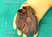 صورة الغلاف: Thorax - Coronary Circulation and Internal Structure of the Heart 1st edition 9788131258347