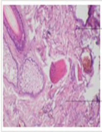 Cover image: Histology Part I 9788131258811