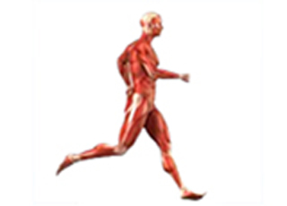 Imagen de portada: Effect of Exercise on Blood Pressure and Heart Rate 9788131258958