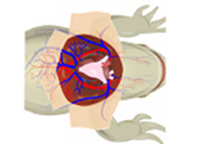 Imagen de portada: Effect of Temperature on Frog's Cardiogram 9788131258989
