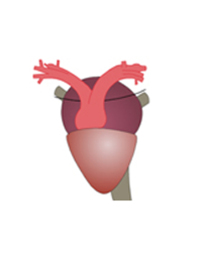صورة الغلاف: Properties of Cardiac Muscle in Beating Heart-1 9788131259177