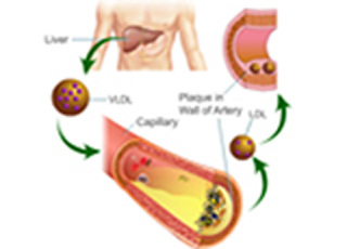 Cover image: Estimation of Blood LDL Cholesterol and VLDL Cholesterol 9788131259320