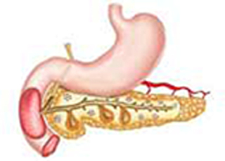 Cover image: Pancreatic Function Test Part 2 9788131259528