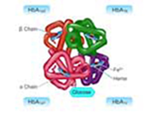 Cover image: To Study about Glycated Haemoglobin and its Estimation 9788131259559