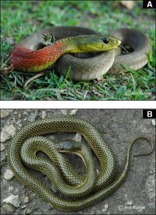 Cover image: Animal Diversity, Natural History and Conservation Vol. 2 9788170358312