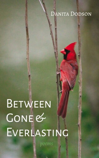 Imagen de portada: Between Gone and Everlasting 9798385213092
