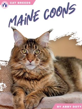 Cover image: Maine Coons 1st edition 9798892503112