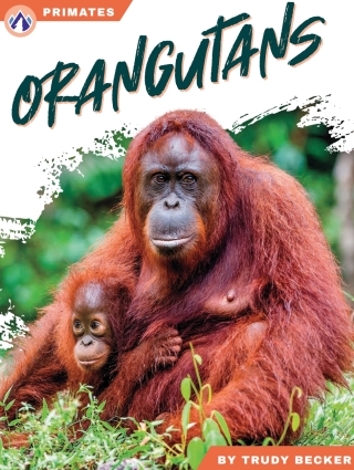 Imagen de portada: Orangutans 1st edition 9798892507981